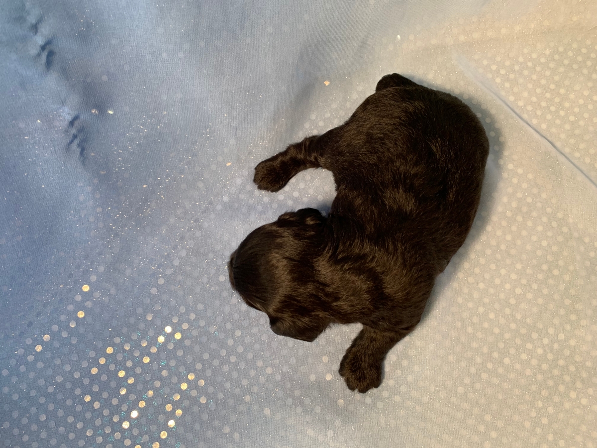 All Black Female Mini Schnoodle, Mega Coat DOB 2021-08-23 $1200 